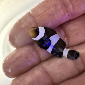 Darwin Ocellaris-Amphiprion Ocellaris